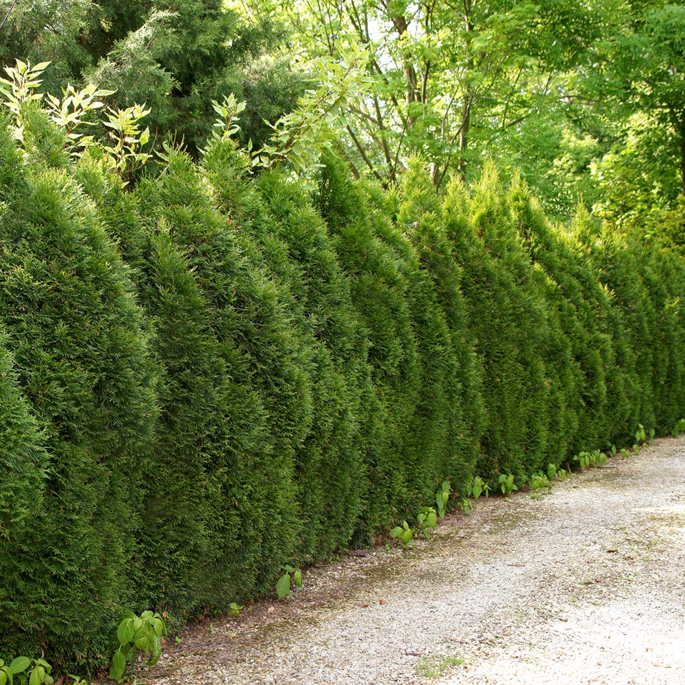 Perfect Plants Thuja Green Giant 2-3'