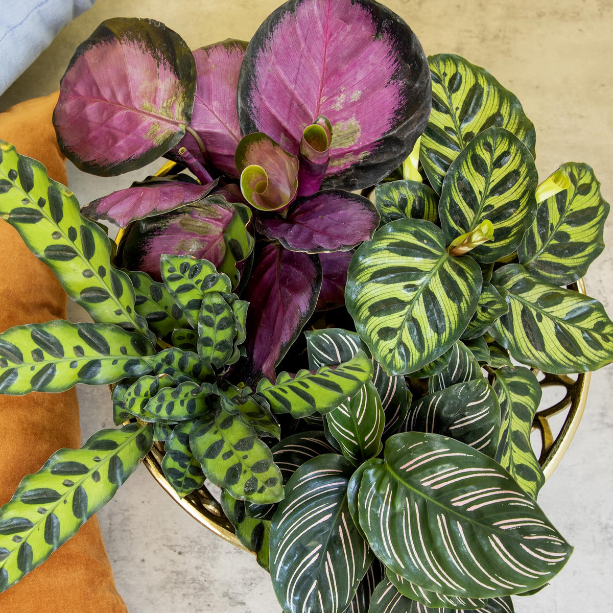Live Calathea Houseplant (4 Pack), Pet Safe Plants for Cats & Dogs, Makoyana, Rattlesnake, Roseopicta, Air Purifying Indoor Plant Mix, Freddie, Orbifolia, Prayer Plants, Real Calatheas, 4.25 in. Pots