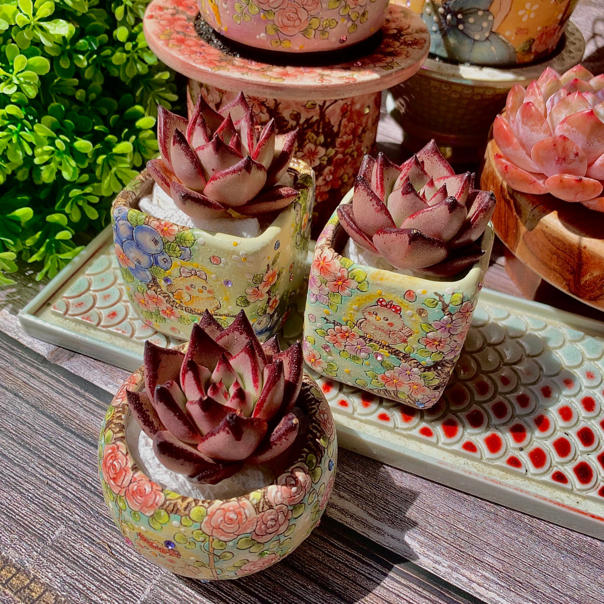 Echeveria agavoides Romeo Succulent Kit - with Plastic Pot, 1 Head 2" Live Plant, Compressed Soil & Guide, for Garden Indoor Office Desk (1, Echeveria agavoides Romeo)