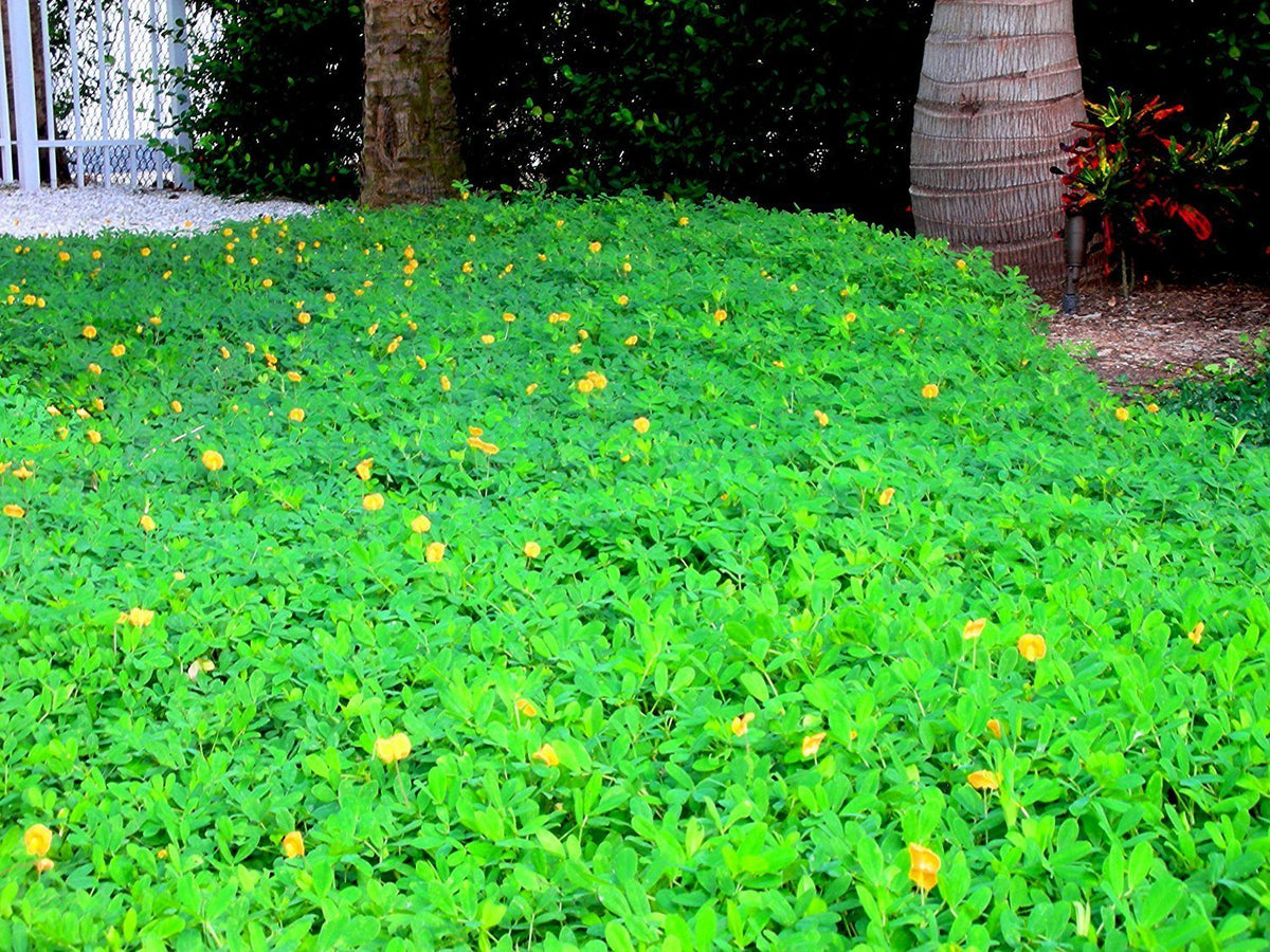 Ornamental Peanut Grass - 20 Live Fully Rooted Plants - Arachis Glabrata