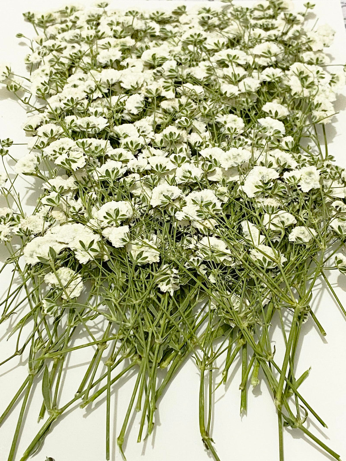 UOKWIWI 100 pcs White Baby's Breath Real Natural Dried Pressed Flowers for Resin Art Craft DIY Making Wedding Card Home Party Decor
