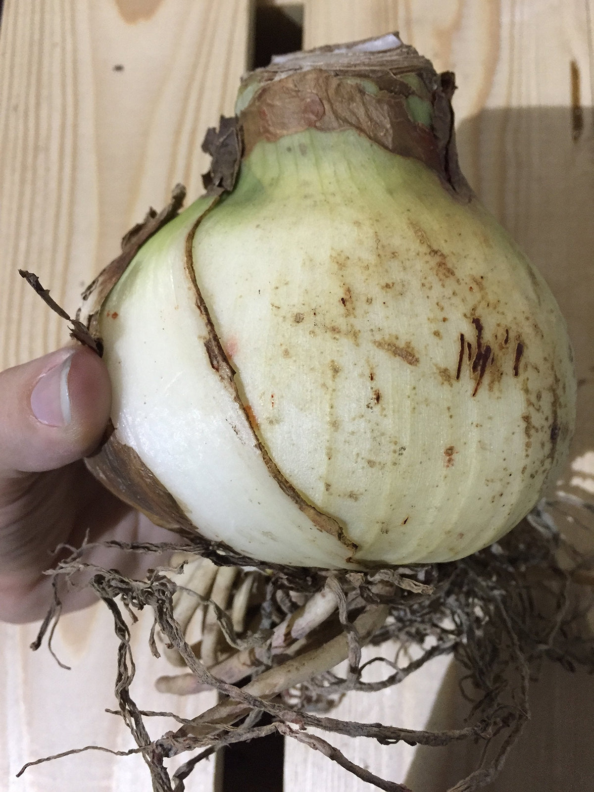2 Amaryllis Apple Blossom Huge Bulb 28-36cm! Great Holiday Gift! Easy Grow Bulbs!