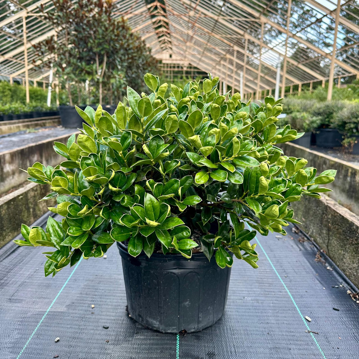 Carissa Holly 3-Gallon