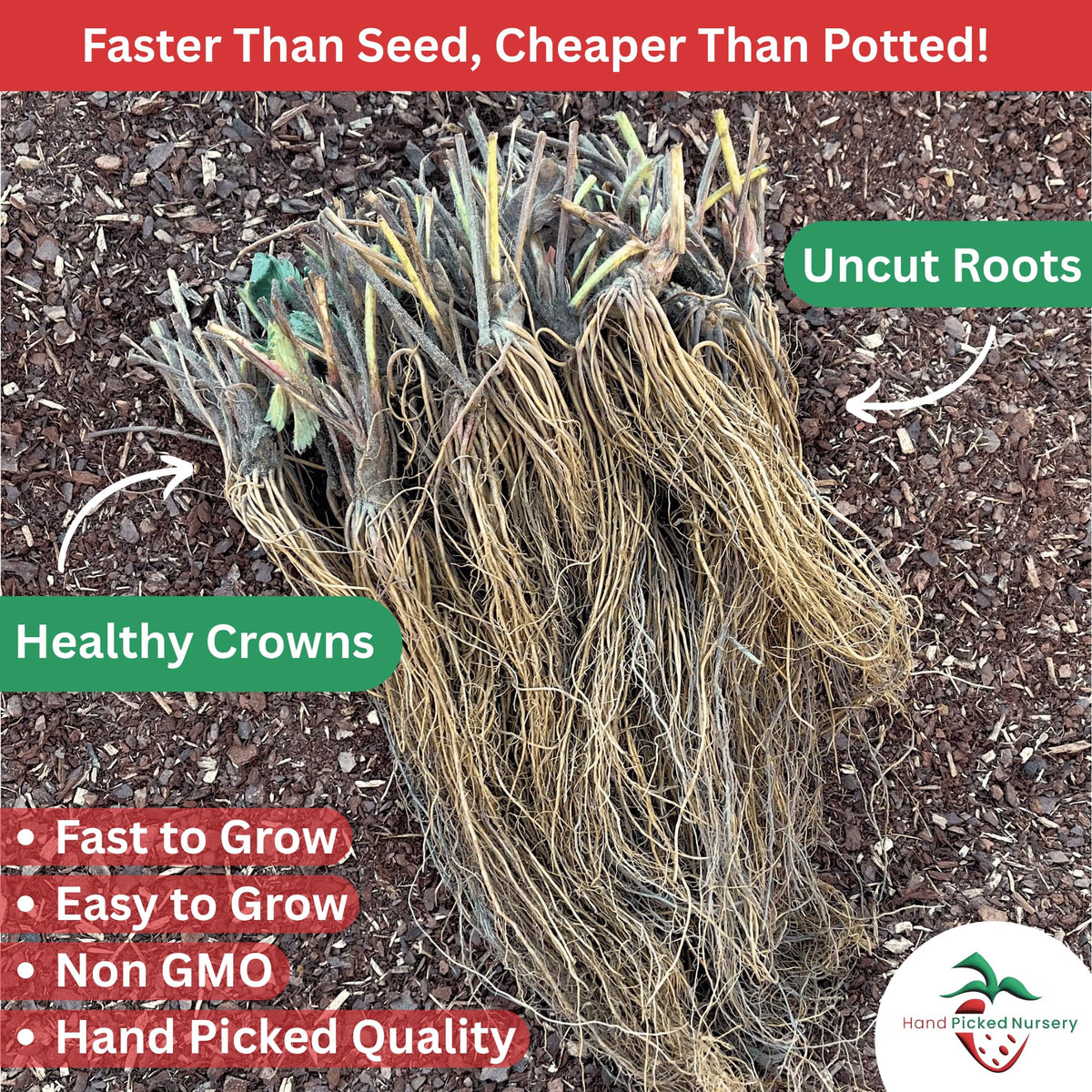 'Jewel' June Bearing Bare Root Strawberry Plants - Large Strawberries, High Yields, and Consistent Performance! from Hand Picked Nursery (5)