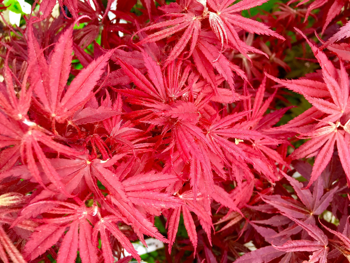 Pixie Dwarf Japanese Maple 2 - Year Live Tree