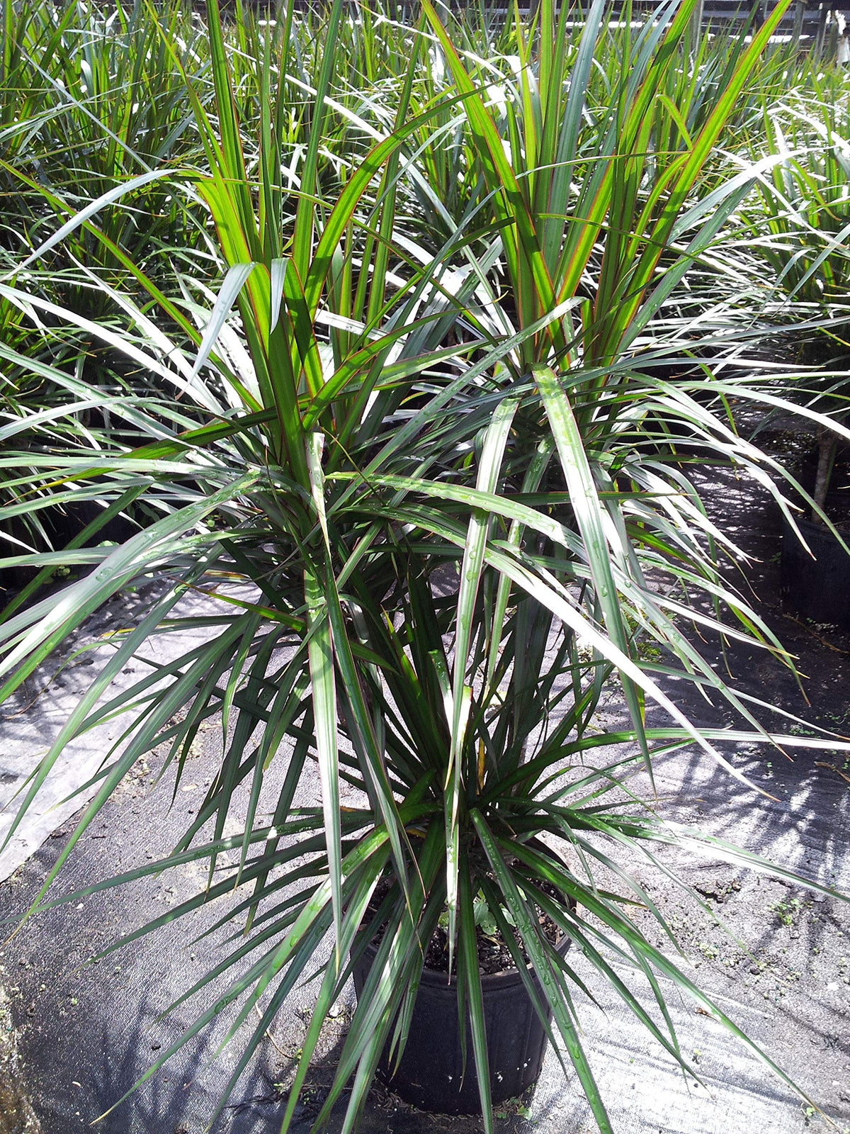 Dracaena Marginata Cane - Live Plant in a 10 Inch Pot - Dracaena Marginata - Easy Care Low Maintenance Indoor Air Cleaning Plant